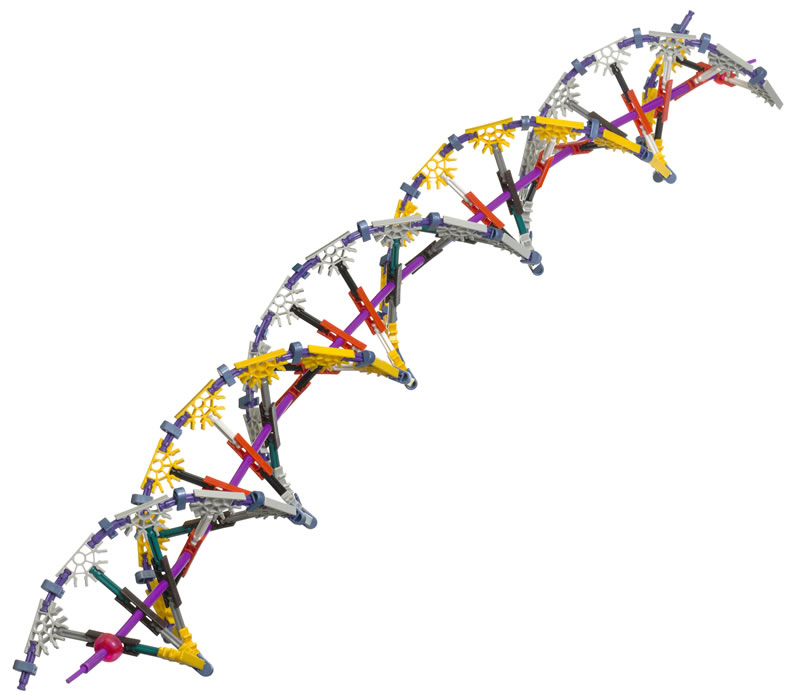 K'NEX DNA model 4
