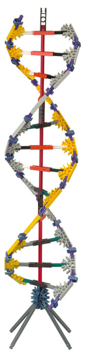 K'NEX DNA model 7