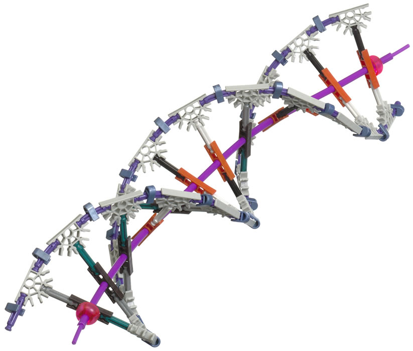 K'NEX DNA model 1
