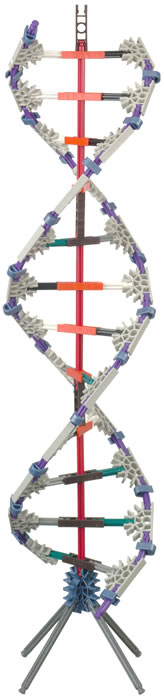 K'NEX DNA model 2