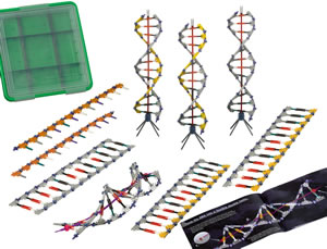 K'NEX ADN, set de construction Rplication et Transcription