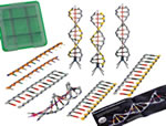 K'NEX ADN, set de construction Rplication et Transcription